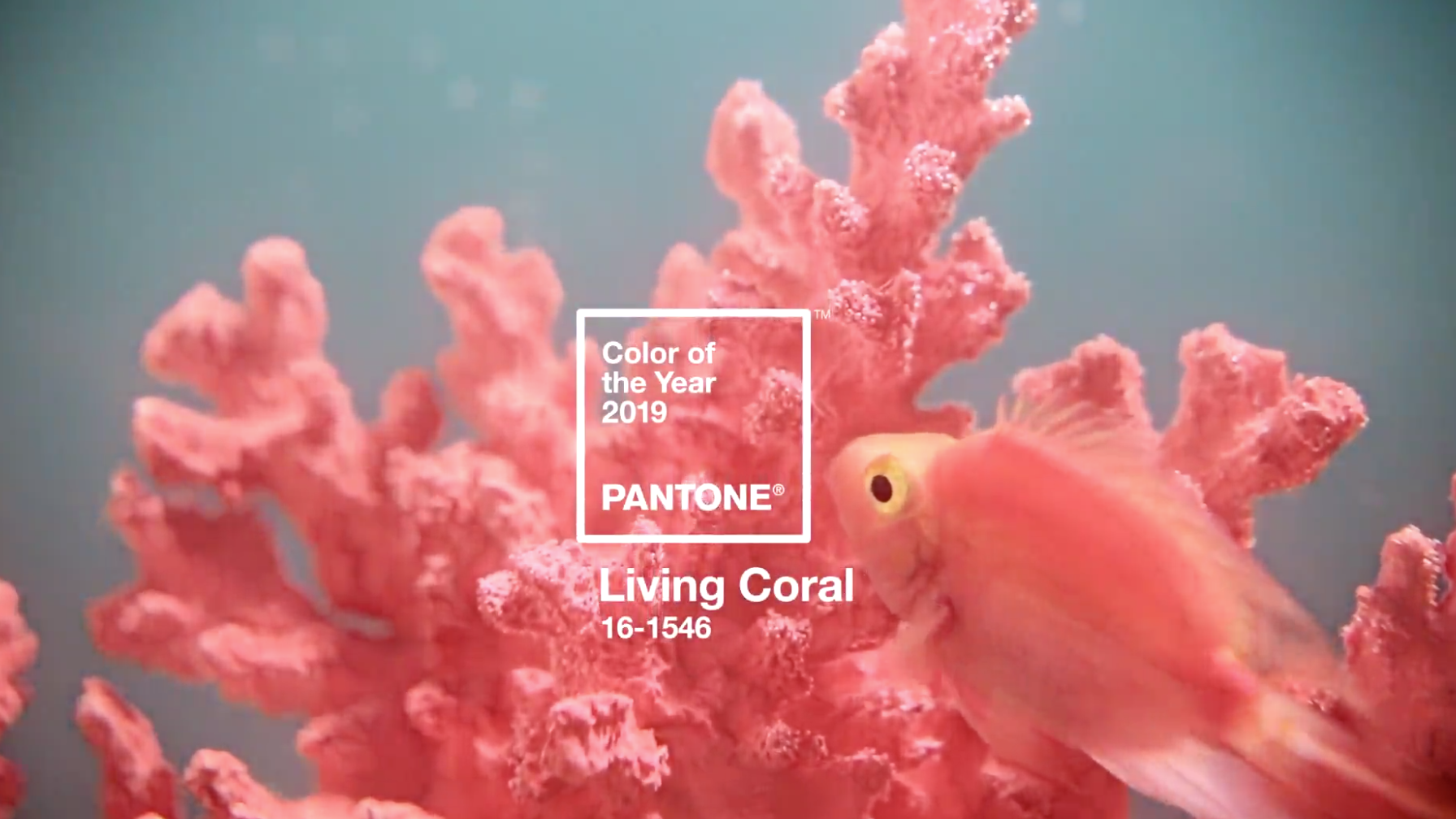 Living Coral, el color Pantone que pintarÃ¡ 2019