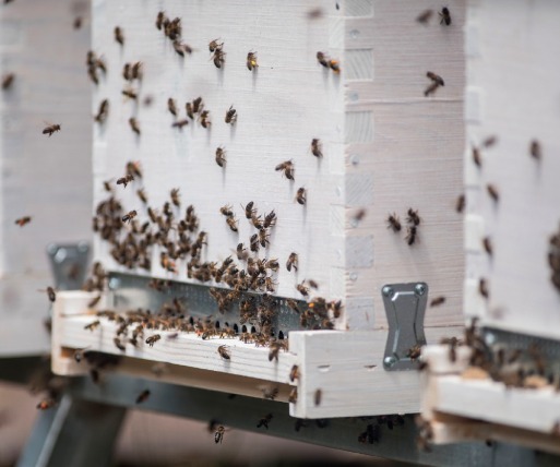 Soluciones sostenibles: Phonothermic en las colmenas de abejas